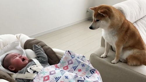 狗狗与小主人绕圈追逐竟懂得回头堵